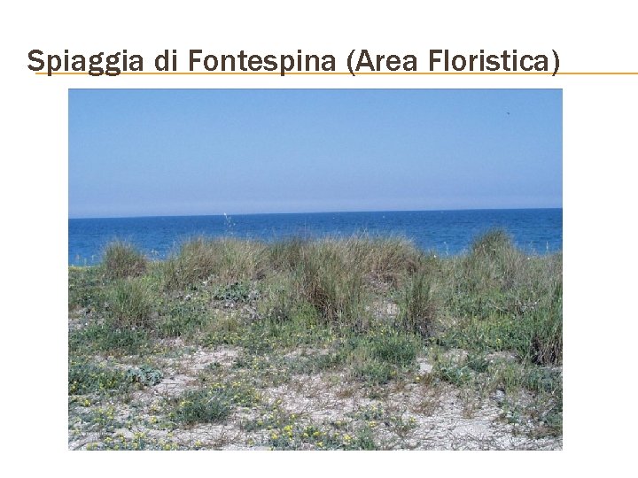 Spiaggia di Fontespina (Area Floristica) 