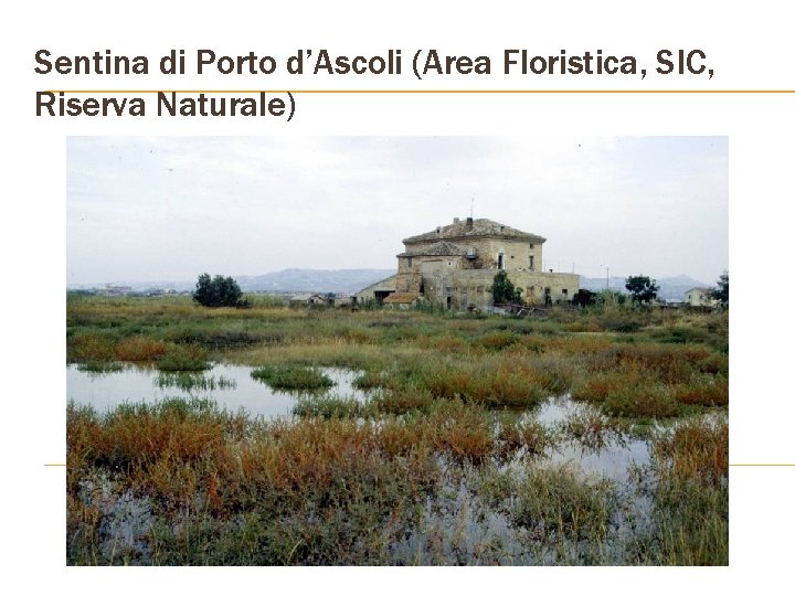 Sentina di Porto d’Ascoli (Area Floristica, SIC, Riserva Naturale) 