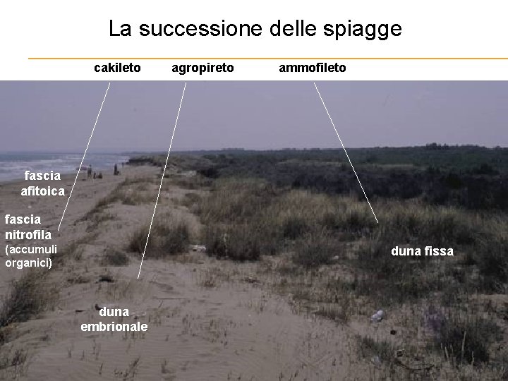 La successione delle spiagge cakileto agropireto ammofileto fascia afitoica fascia nitrofila (accumuli organici) duna