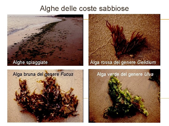 Alghe delle coste sabbiose Alghe spiaggiate Alga bruna del genere Fucus Alga rossa del