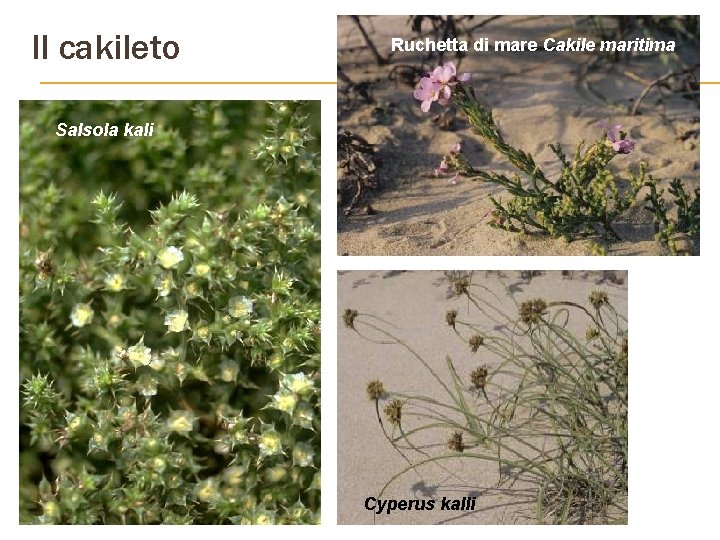 Il cakileto Ruchetta di mare Cakile maritima Salsola kali Cyperus kalli 