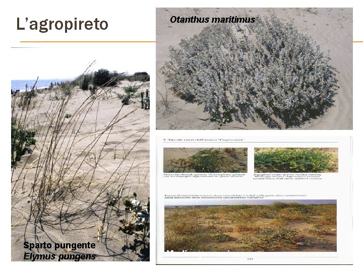 L’agropireto Sparto pungente Elymus pungens Otanthus maritimus Medicago marina 