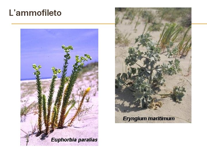 L’ammofileto Eryngium maritimum Euphorbia paralias 