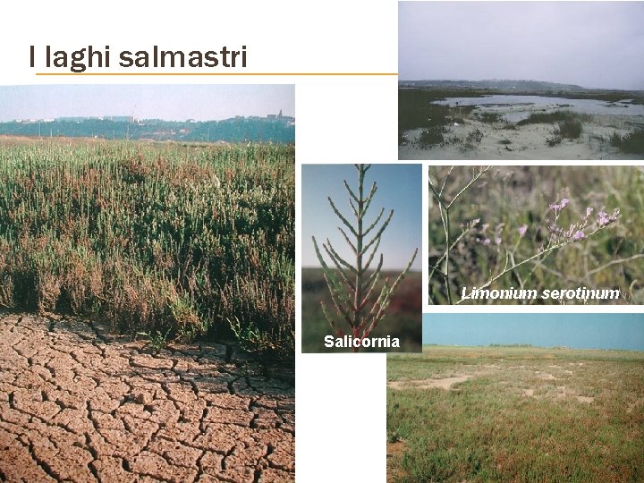 I laghi salmastri Limonium serotinum Salicornia 