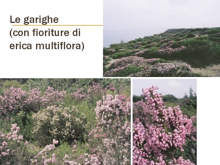 Le garighe (con fioriture di erica multiflora) 