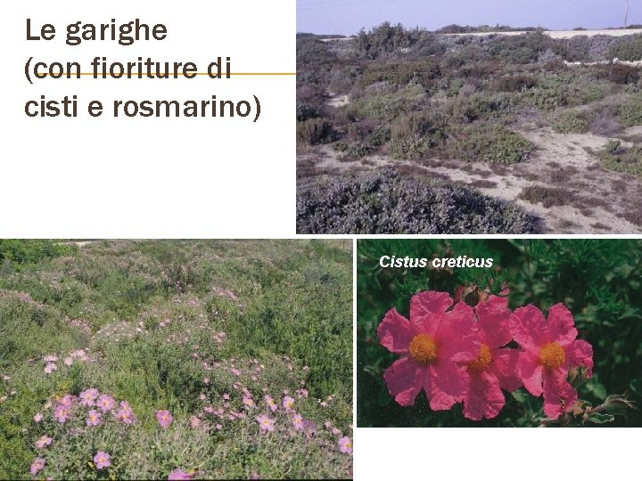 Le garighe (con fioriture di cisti e rosmarino) Cistus creticus 