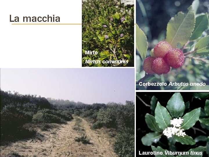 La macchia Mirto Mirtus communis Corbezzolo Arbutus unedo Laurotino Viburnum tinus 