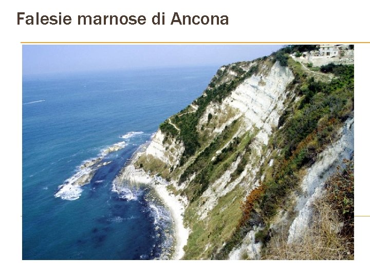 Falesie marnose di Ancona 