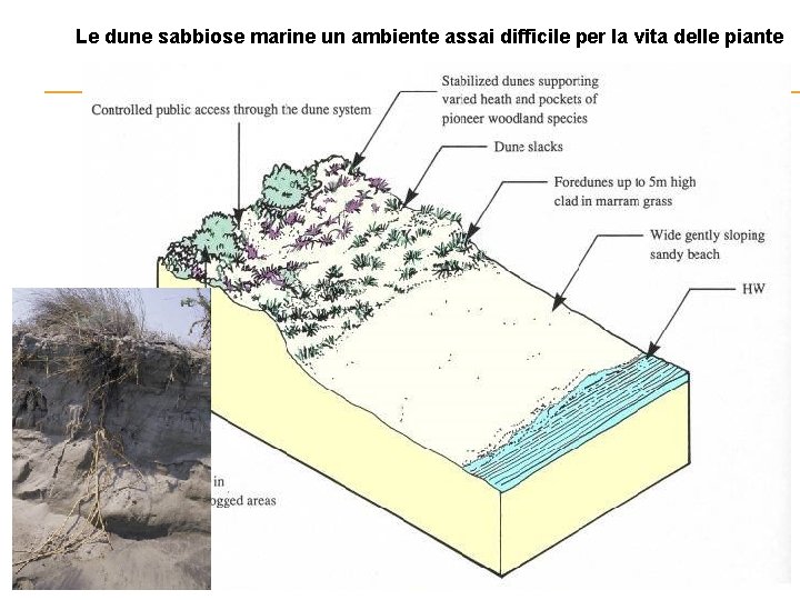 Le dune sabbiose marine un ambiente assai difficile per la vita delle piante 