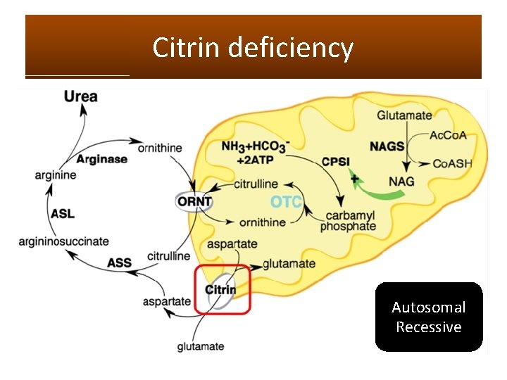 Citrin deficiency Autosomal Recessive 