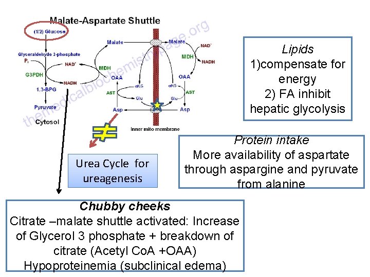 Lipids 1)compensate for energy 2) FA inhibit hepatic glycolysis Urea Cycle for ureagenesis Protein