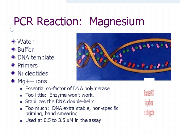 PCR Reaction: Magnesium Water Buffer DNA template Primers Nucleotides Mg++ ions n n n