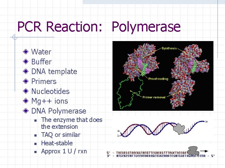 PCR Reaction: Polymerase Water Buffer DNA template Primers Nucleotides Mg++ ions DNA Polymerase n