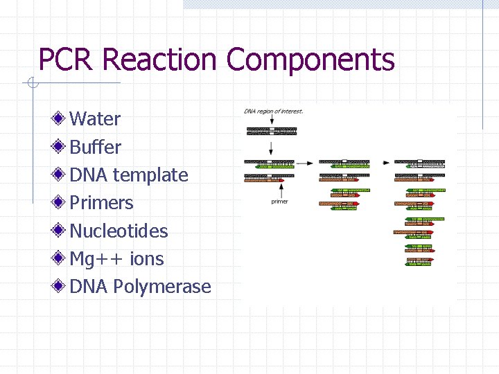 PCR Reaction Components Water Buffer DNA template Primers Nucleotides Mg++ ions DNA Polymerase 