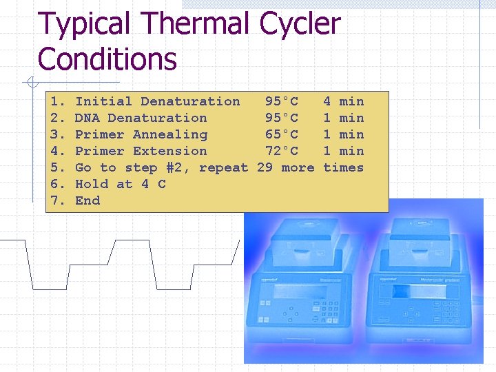 Typical Thermal Cycler Conditions 1. 2. 3. 4. 5. 6. 7. Initial Denaturation 95°C