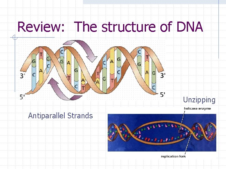 Review: The structure of DNA Unzipping Antiparallel Strands 
