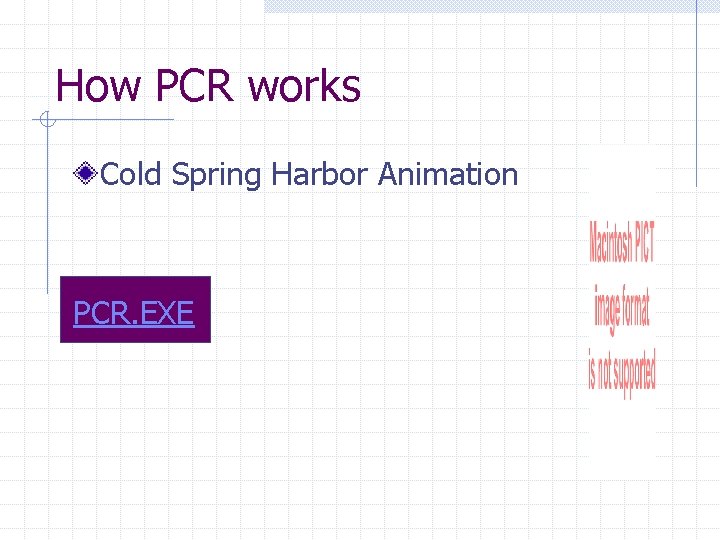 How PCR works Cold Spring Harbor Animation PCR. EXE 