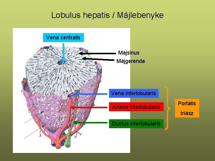 Lobulus hepatis / Májlebenyke Vena centralis Májsinus Májgerenda Vena interlobularis Arteria interlobularis Portális triász