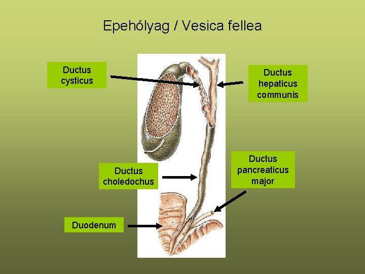 Epehólyag / Vesica fellea Ductus cysticus Ductus hepaticus communis Ductus choledochus Duodenum Ductus pancreaticus