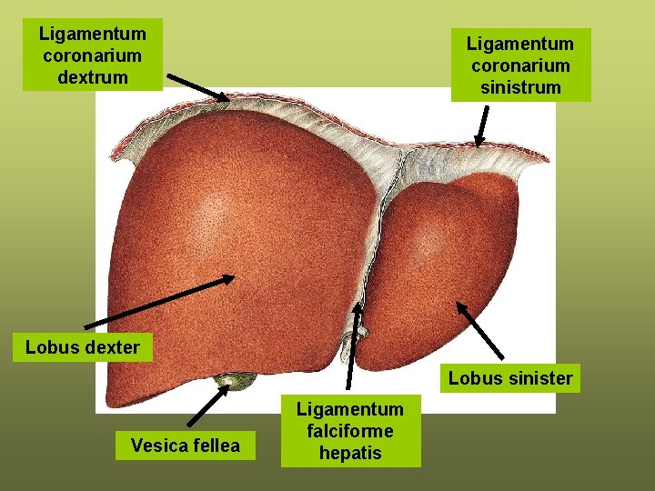 Ligamentum coronarium dextrum Ligamentum coronarium sinistrum Lobus dexter Lobus sinister Vesica fellea Ligamentum falciforme