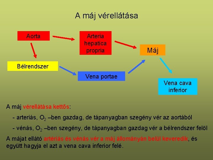 A máj vérellátása Aorta Arteria hepatica propria Máj Bélrendszer Vena portae Vena cava inferior