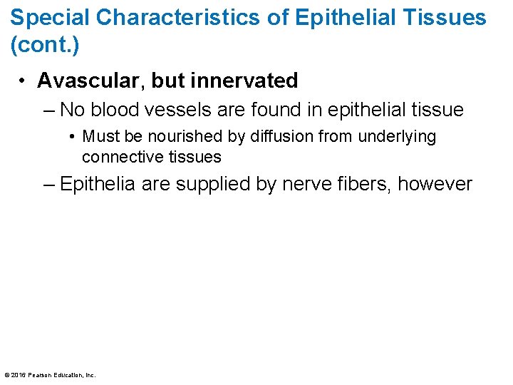 Special Characteristics of Epithelial Tissues (cont. ) • Avascular, but innervated – No blood