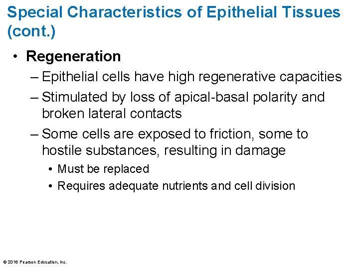 Special Characteristics of Epithelial Tissues (cont. ) • Regeneration – Epithelial cells have high