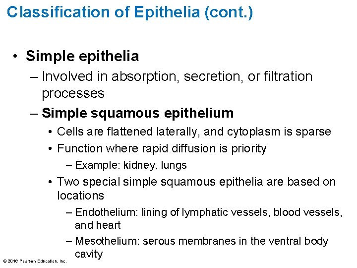 Classification of Epithelia (cont. ) • Simple epithelia – Involved in absorption, secretion, or