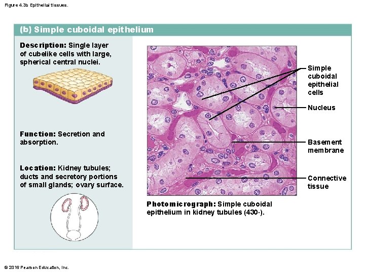 Figure 4. 3 b Epithelial tissues. Simple cuboidal epithelium Description: Single layer of cubelike