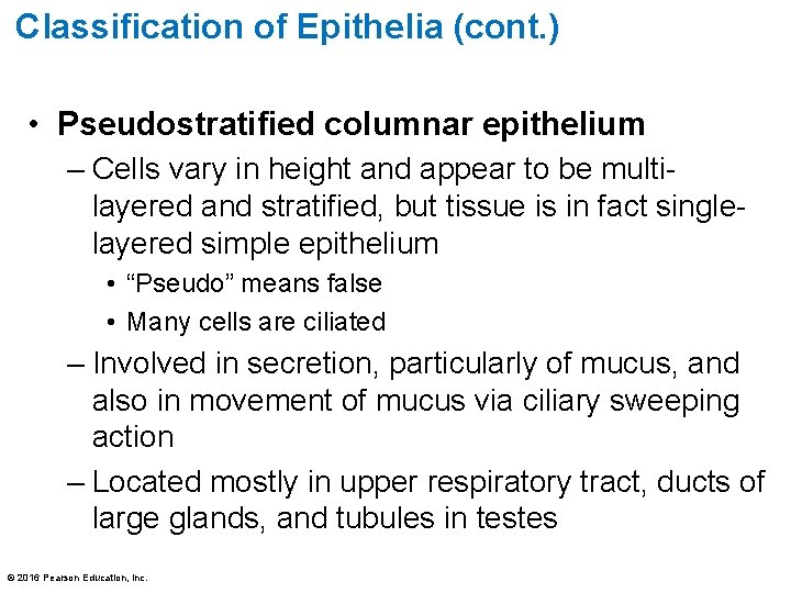 Classification of Epithelia (cont. ) • Pseudostratified columnar epithelium – Cells vary in height