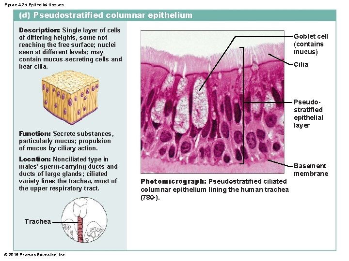 Figure 4. 3 d Epithelial tissues. Pseudostratified columnar epithelium Description: Single layer of cells