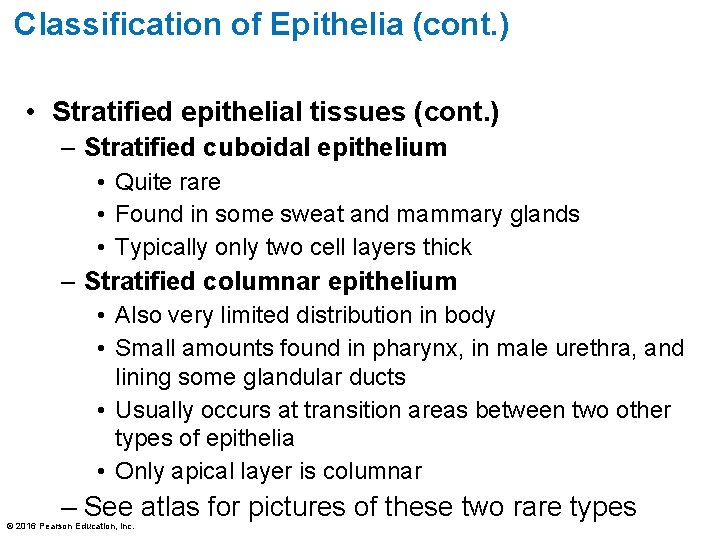 Classification of Epithelia (cont. ) • Stratified epithelial tissues (cont. ) – Stratified cuboidal