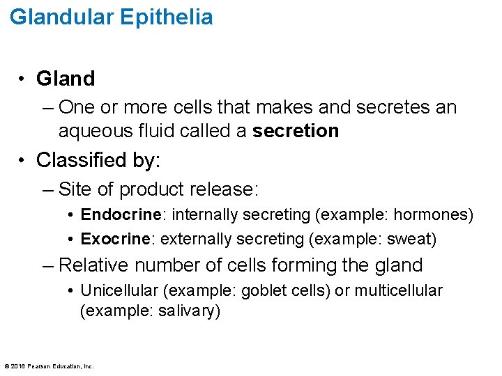 Glandular Epithelia • Gland – One or more cells that makes and secretes an