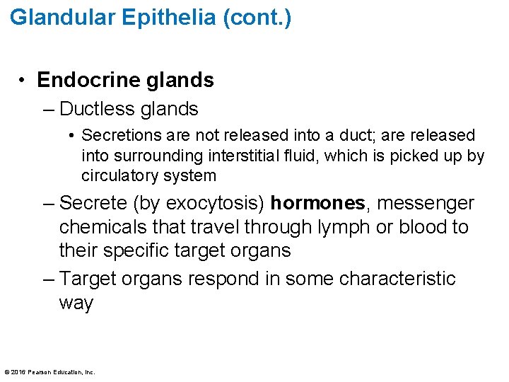 Glandular Epithelia (cont. ) • Endocrine glands – Ductless glands • Secretions are not