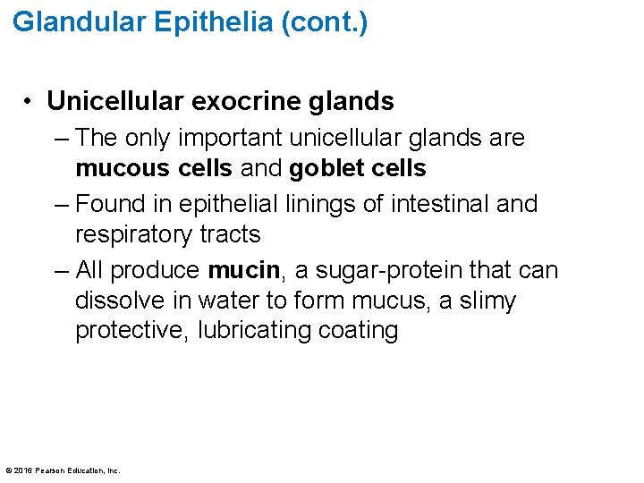 Glandular Epithelia (cont. ) • Unicellular exocrine glands – The only important unicellular glands