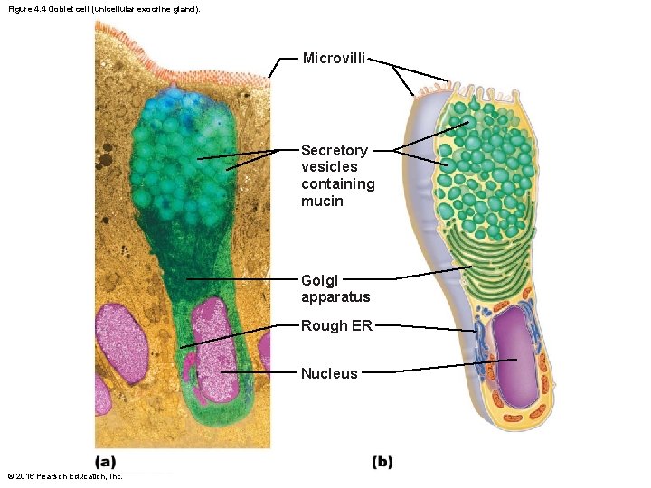 Figure 4. 4 Goblet cell (unicellular exocrine gland). Microvilli Secretory vesicles containing mucin Golgi