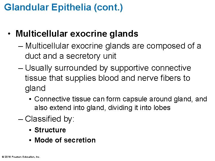 Glandular Epithelia (cont. ) • Multicellular exocrine glands – Multicellular exocrine glands are composed