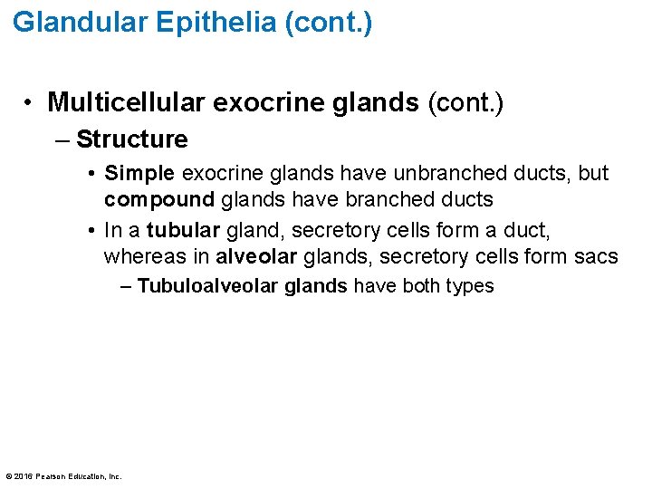 Glandular Epithelia (cont. ) • Multicellular exocrine glands (cont. ) – Structure • Simple