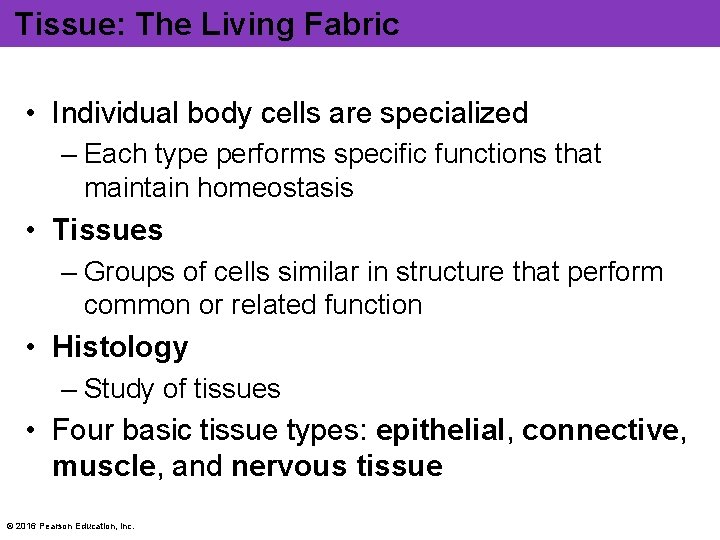 Tissue: The Living Fabric • Individual body cells are specialized – Each type performs