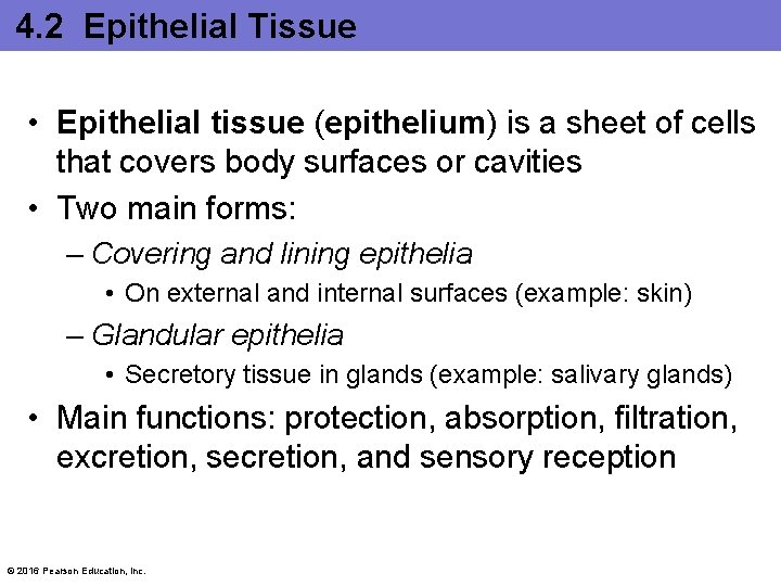 4. 2 Epithelial Tissue • Epithelial tissue (epithelium) is a sheet of cells that