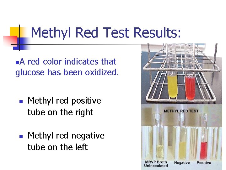 Methyl Red Test Results: A red color indicates that glucose has been oxidized. n