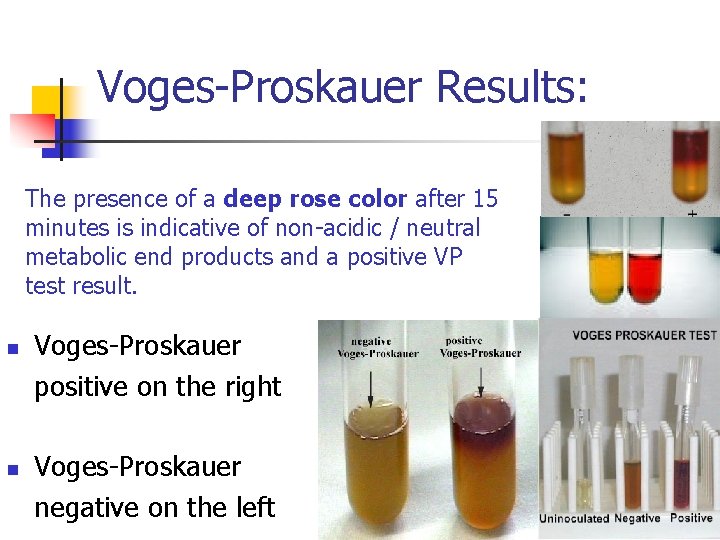 Voges-Proskauer Results: The presence of a deep rose color after 15 minutes is indicative