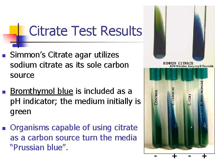 Citrate Test Results: n n n Simmon’s Citrate agar utilizes sodium citrate as its