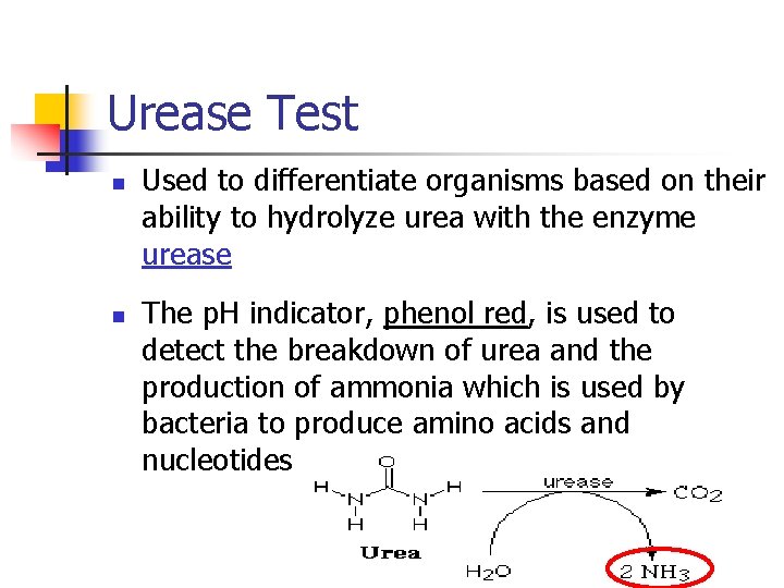 Urease Test n n Used to differentiate organisms based on their ability to hydrolyze
