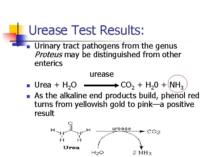 Urease Test Results: n n n Urinary tract pathogens from the genus Proteus may