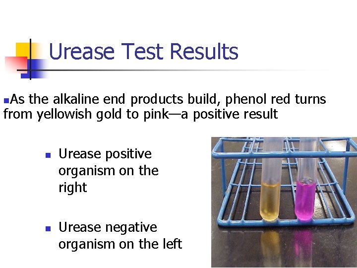 Urease Test Results As the alkaline end products build, phenol red turns from yellowish