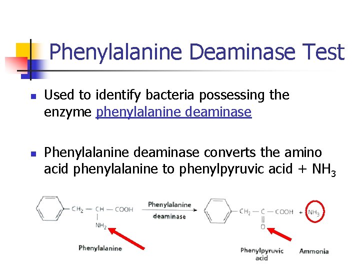 Phenylalanine Deaminase Test n n Used to identify bacteria possessing the enzyme phenylalanine deaminase