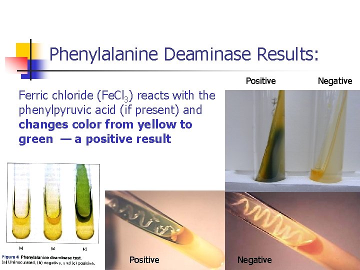 Phenylalanine Deaminase Results: Positive Ferric chloride (Fe. Cl 3) reacts with the phenylpyruvic acid