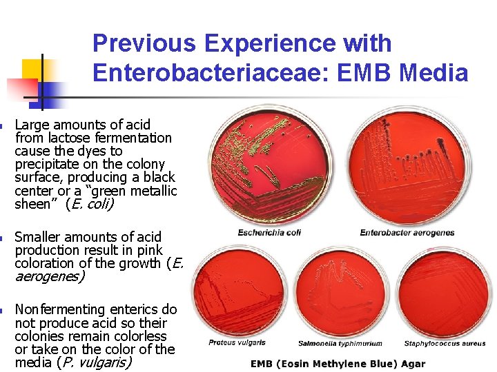 n n n Previous Experience with Enterobacteriaceae: EMB Media Large amounts of acid from