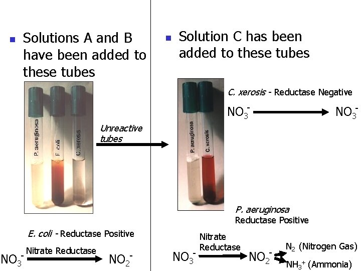 n Solutions A and B have been added to these tubes n Solution C
